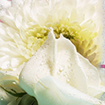 Catégorie Frais & Délicat